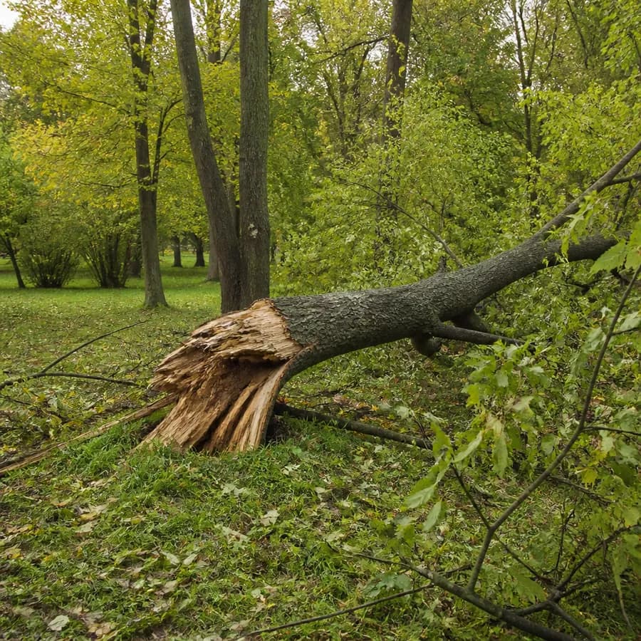 Porządki w wieruszowskich parkach. Część niebezpiecznych drzew zostanie usunięta